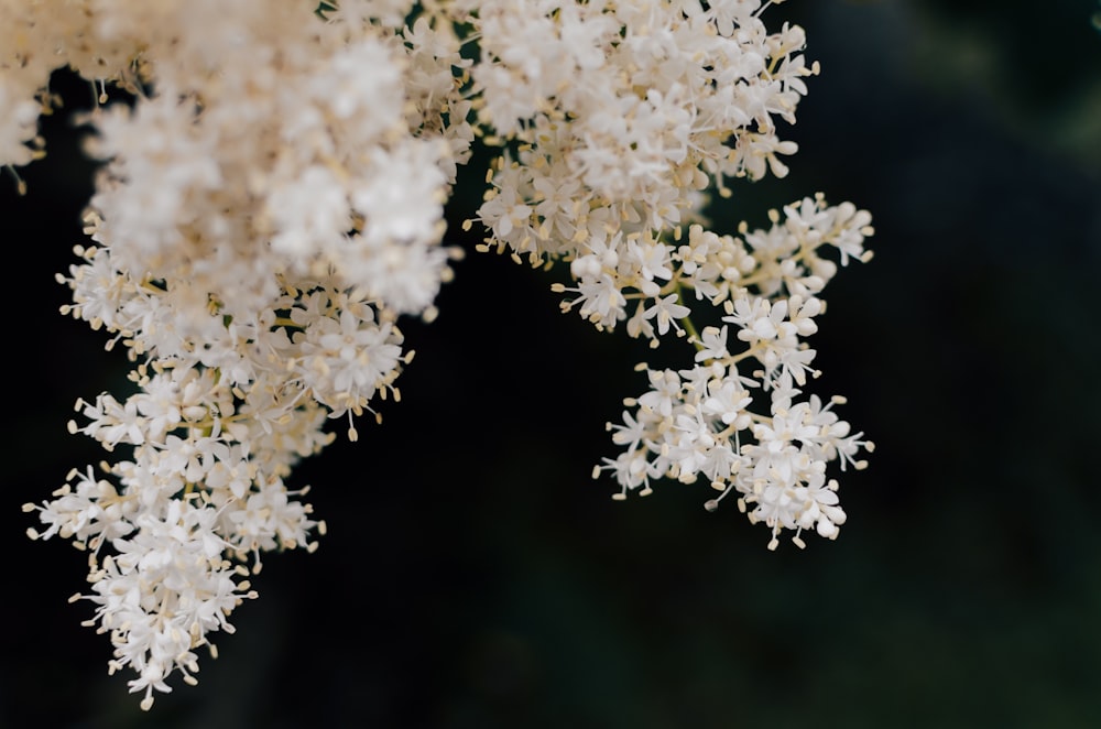 Selektive Fokusfotografie der weißen Blume