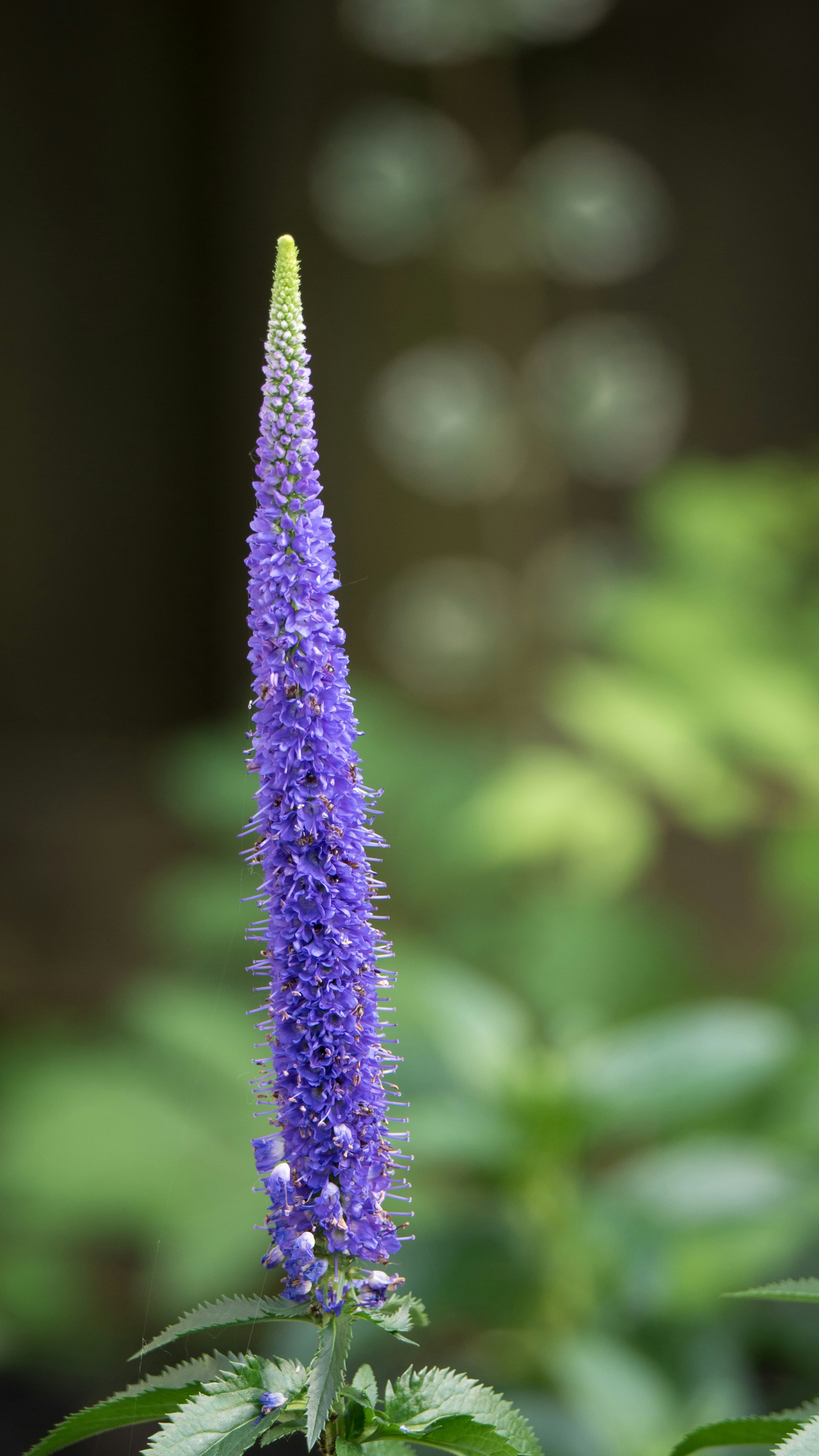 Free Unsplash photo from Jean Dion