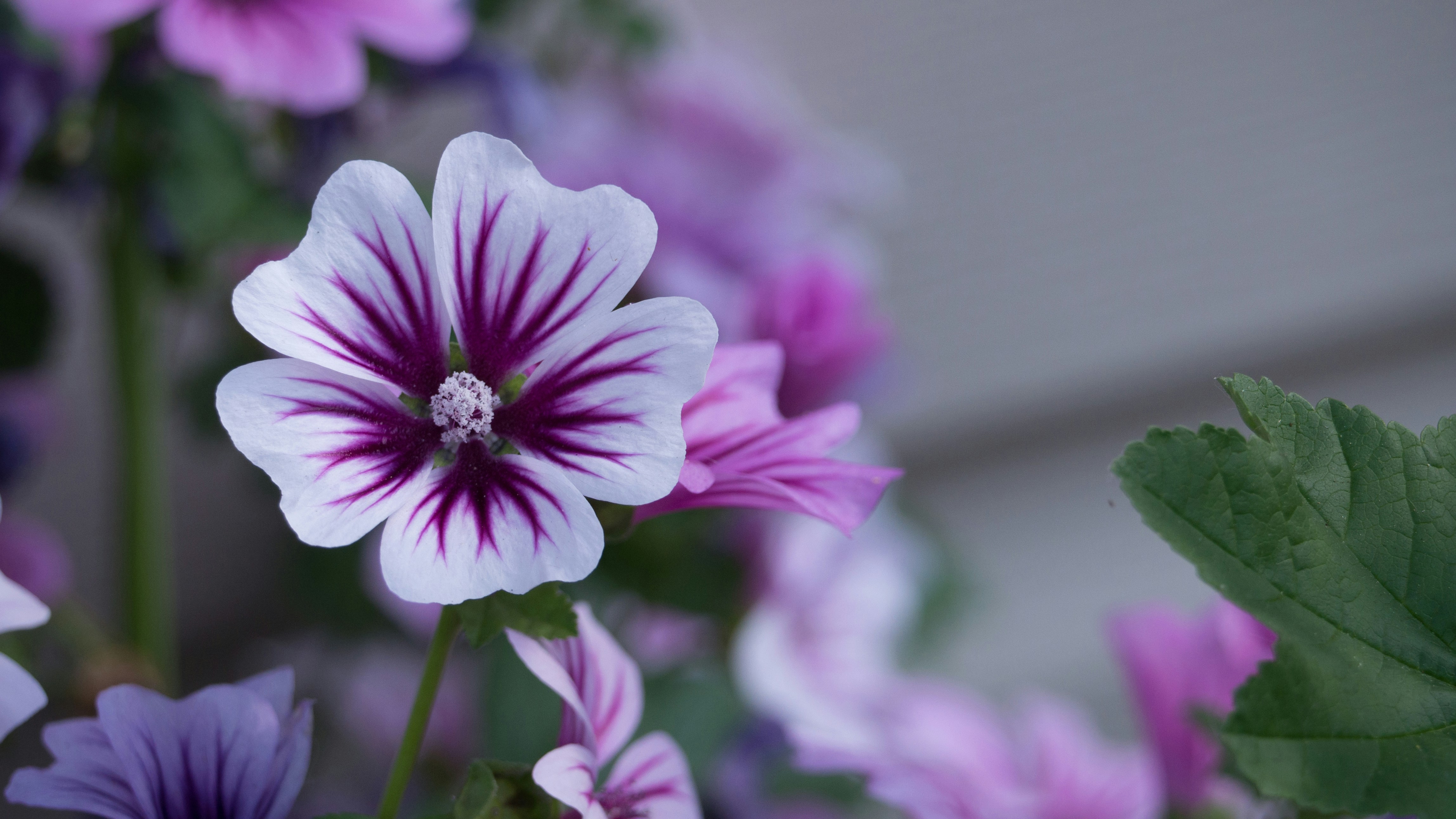 Free Unsplash photo from Jean Dion