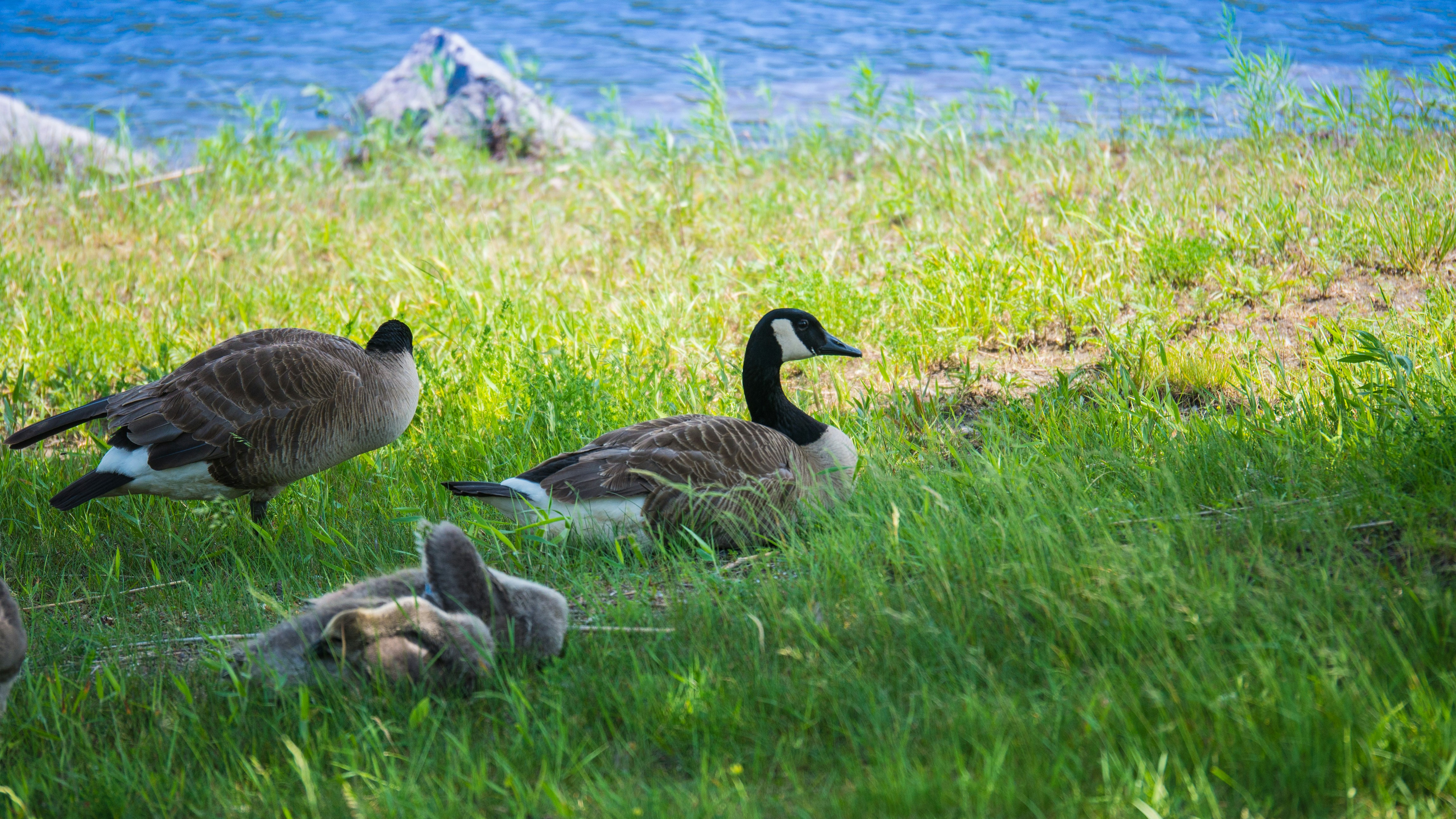 Free Unsplash photo from Jean Dion