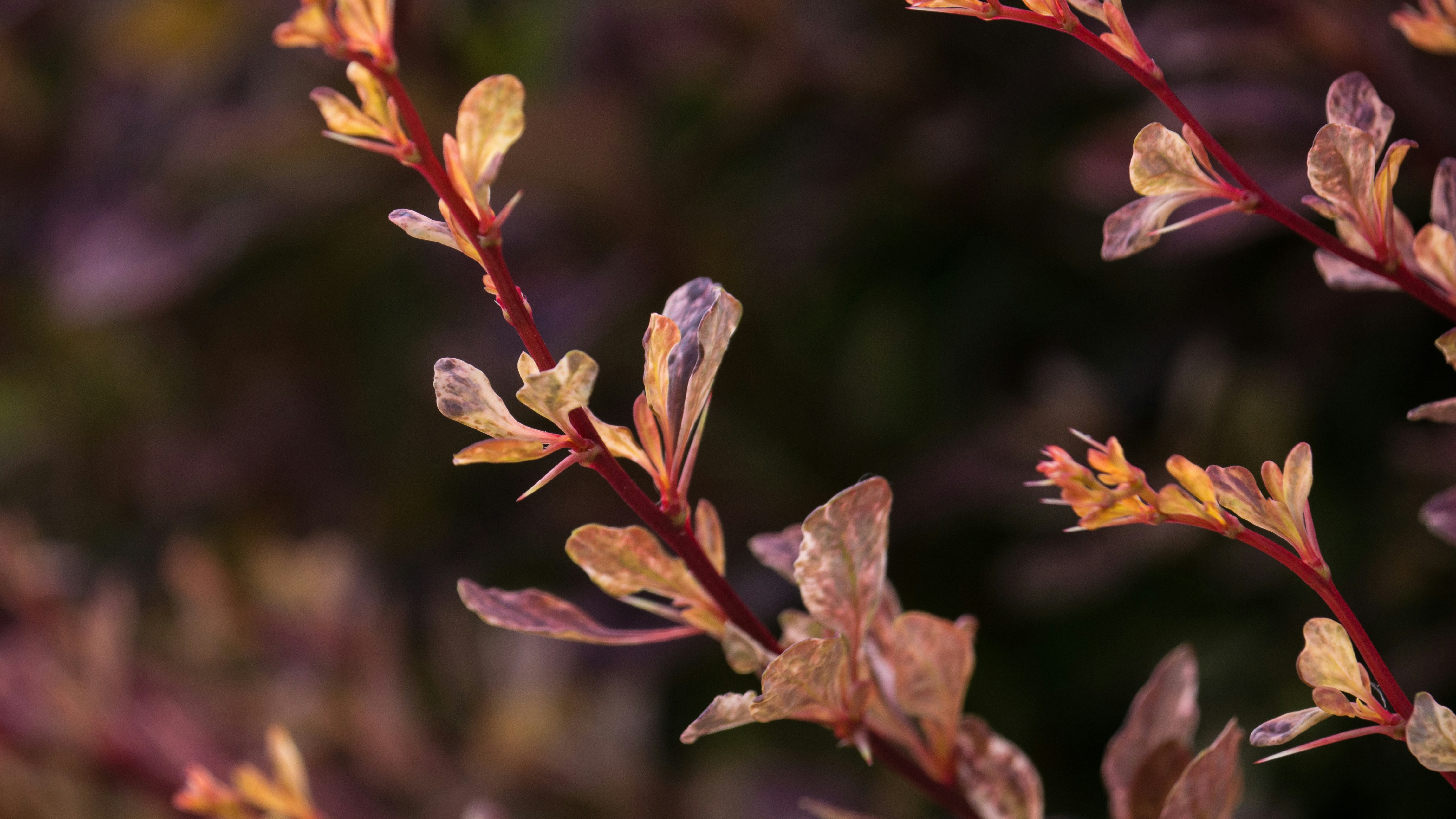 Free Unsplash photo from Jean Dion