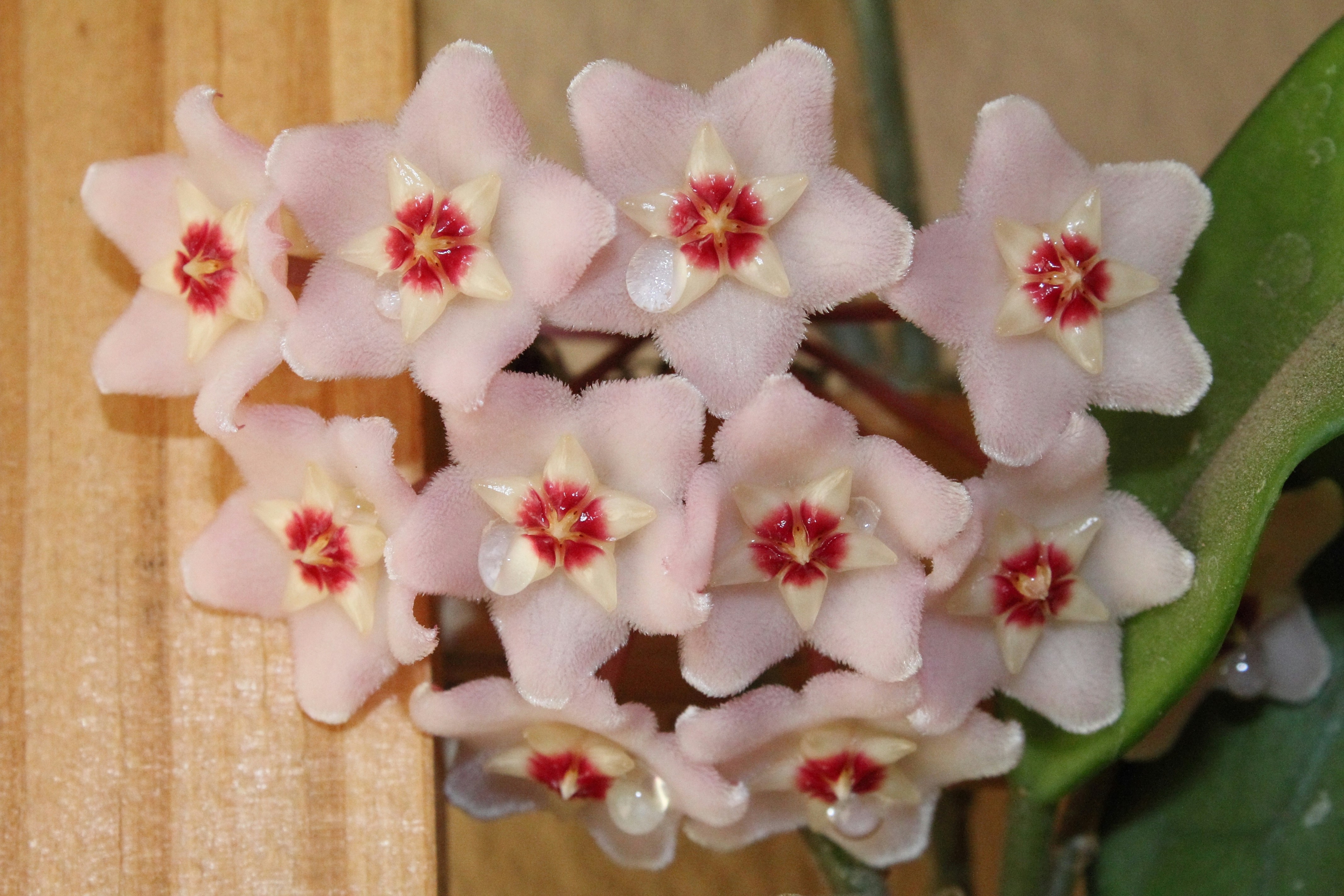 Free Unsplash photo from Seun van der Merwe