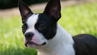 Boston Terrier