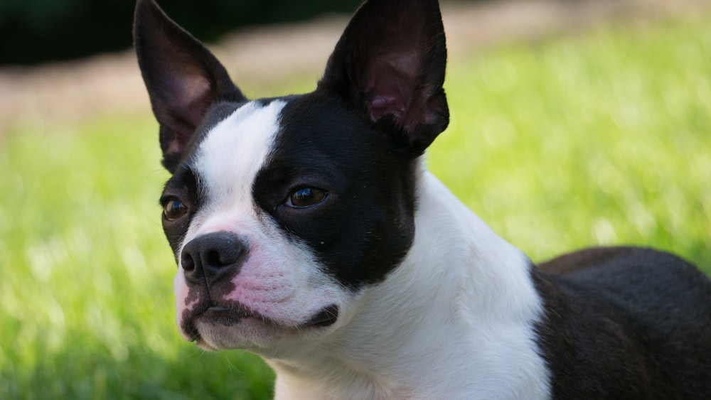 white and black short coated dog on green grass field during daytime