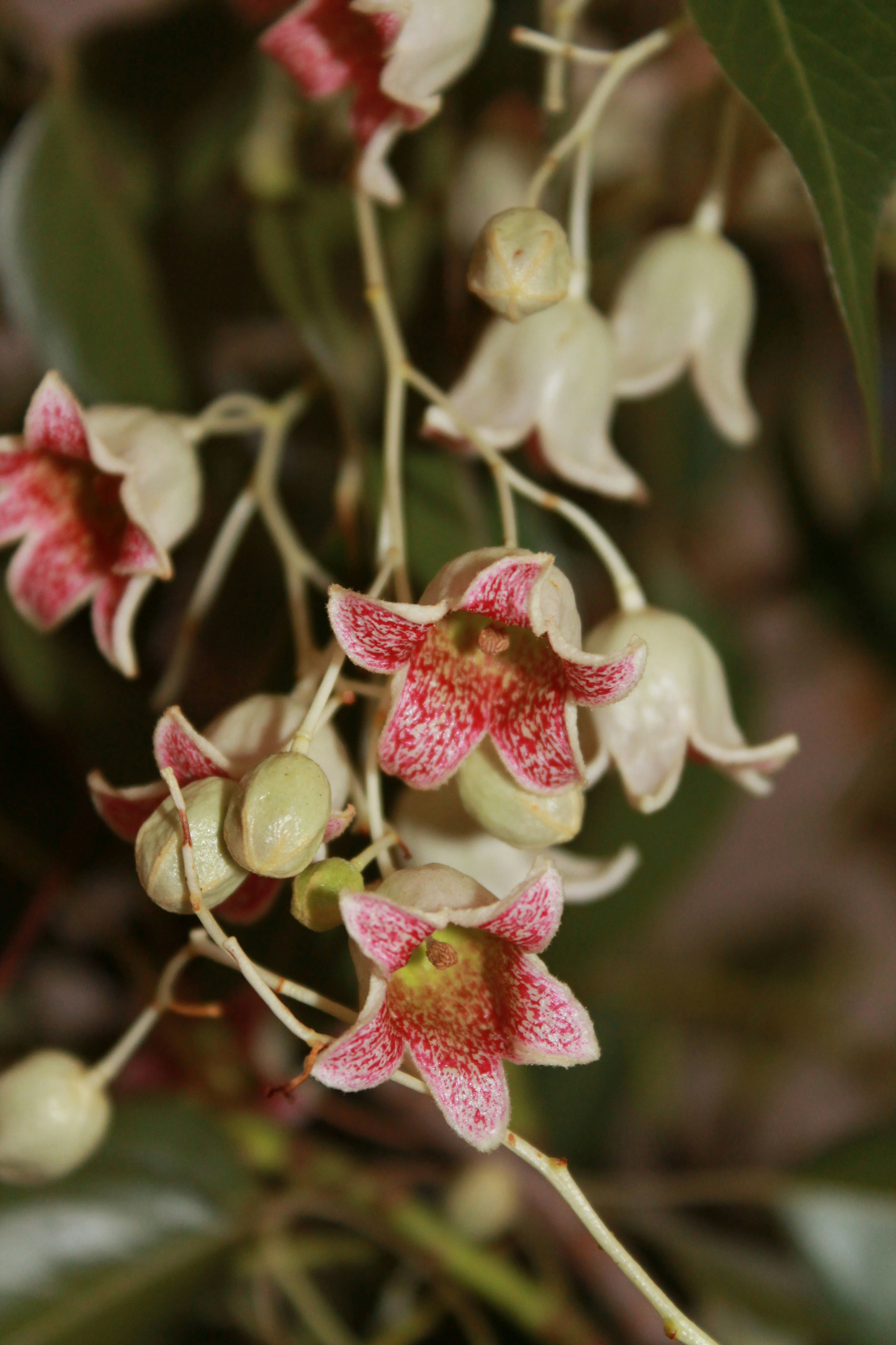 Free Unsplash photo from Seun van der Merwe