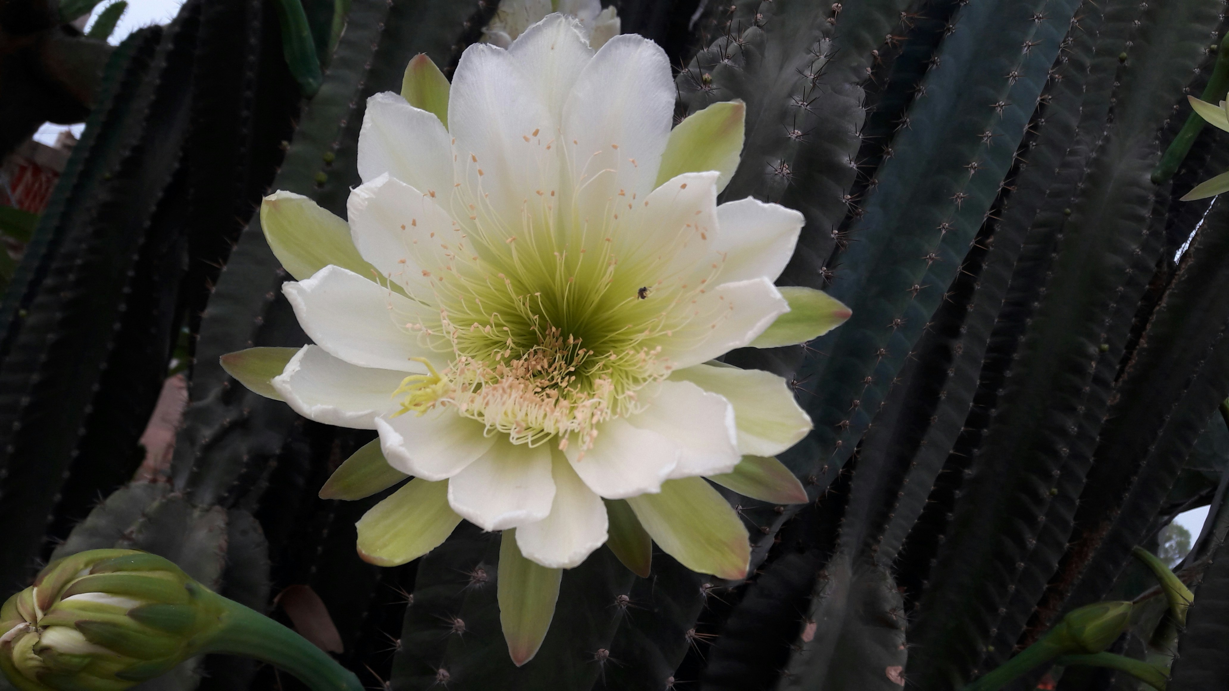 Free Unsplash photo from santosh sahoo