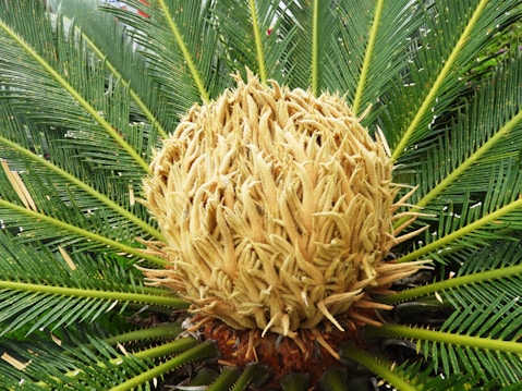 A close-up view of a cycad plant showcasing a large, textured, cone-like structure at its center. Surrounding the cone are long, green, narrow leaves radiating outward in a symmetrical pattern. The leaves have a shiny surface and finely serrated edges.
