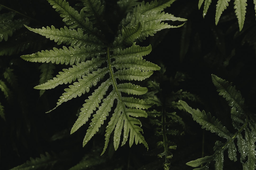 green ostrich fern plant