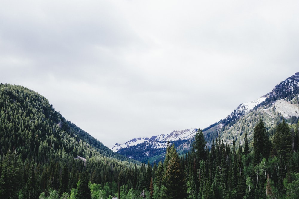 pine trees near snow-covered mountain under cloudy sky during daytime