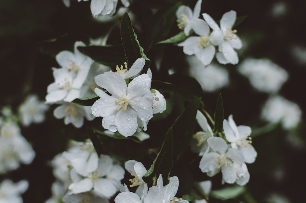 Fotografia a fuoco selettiva di fiori bianchi