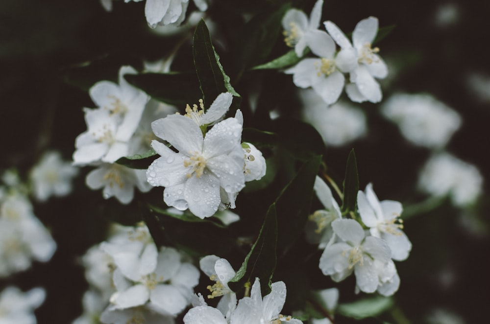 selective focus photography of white flower