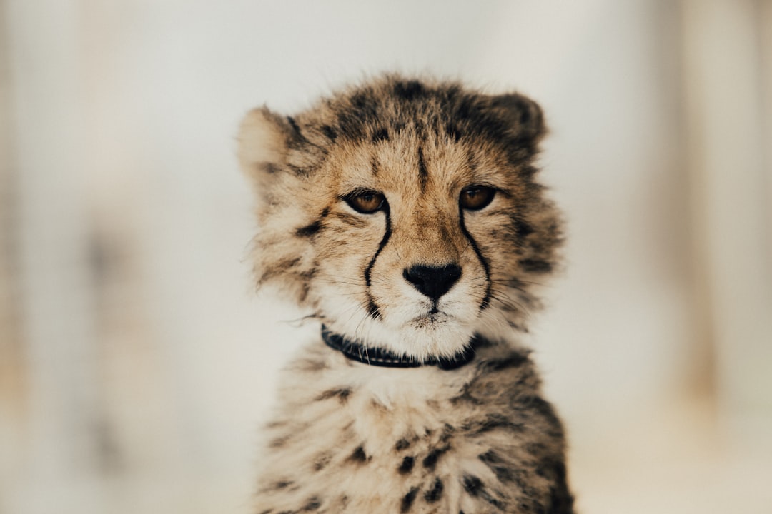Wildlife photo spot Cheetah Outreach Cape Town