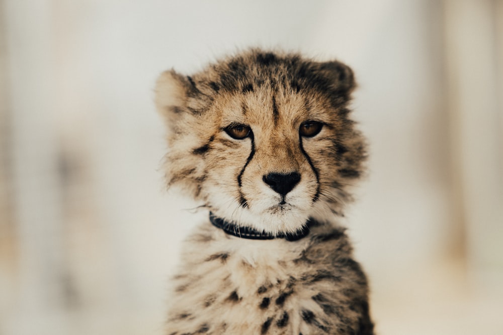 yellow and black cheetah