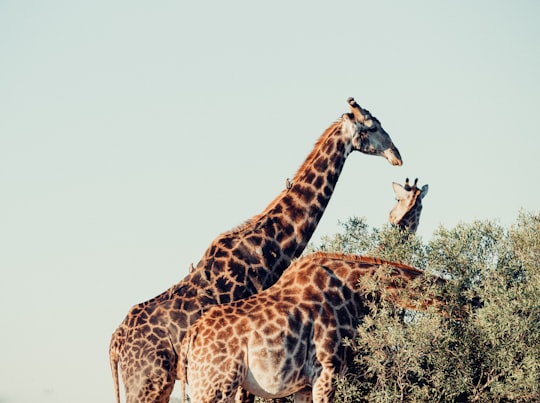 three brown-and-gray giraffes eating tree leaves in Kruger National Park South Africa