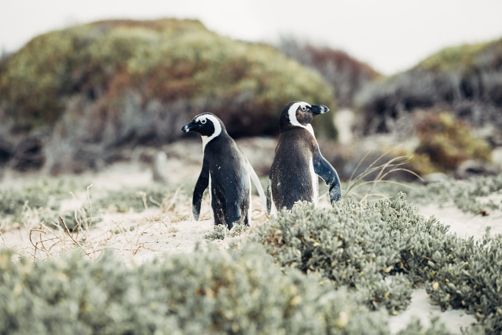 Fotografía de enfoque superficial de pingüinos rodeados de hierba