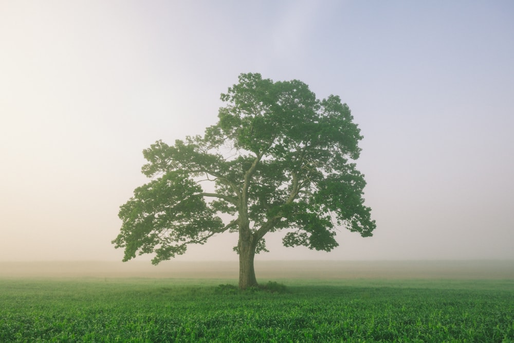 green trees on grassland