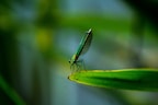 closeup photo of green dragonfly