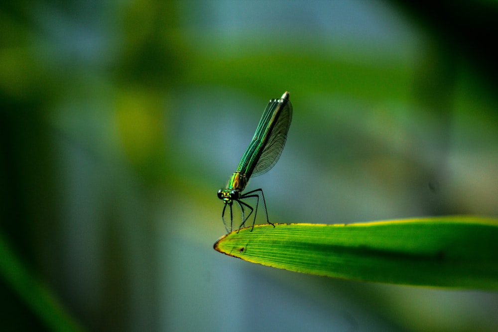 Foto de primer plano de libélula verde