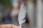 Close-up of hands holding a feather, symbolizing indigenous heritage and healing.