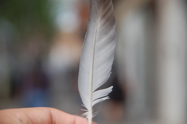 Close-up of hands gently holding a delicate feather with faint sparkles in the background.