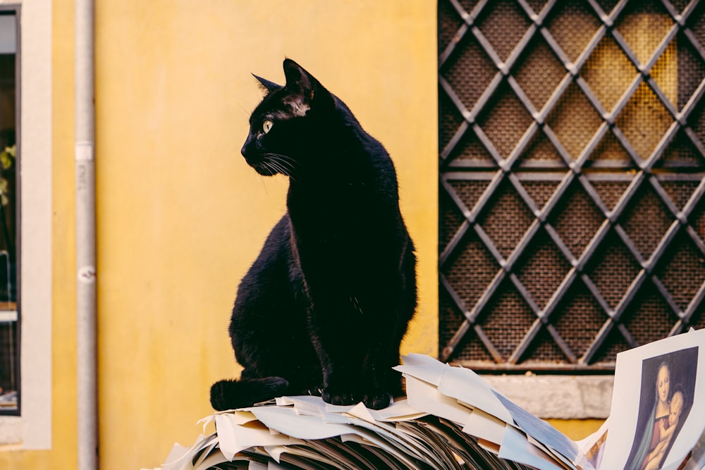 black cat in front of yellow wall