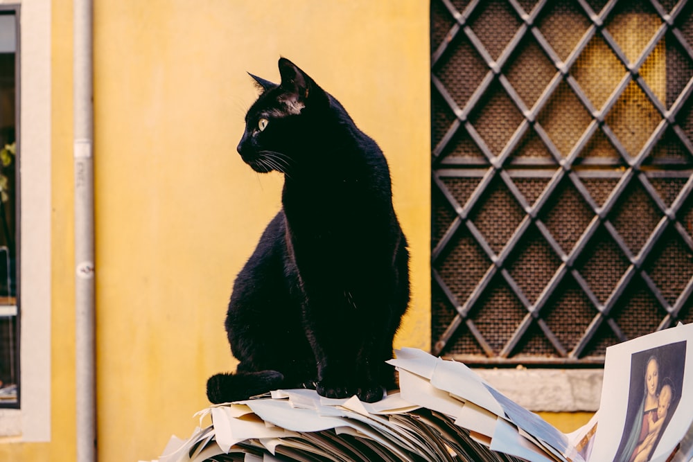 schwarze Katze vor gelber Wand