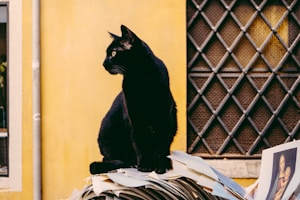 black cat in front of yellow wall