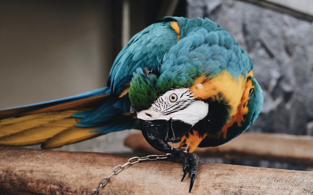 Guacamayo azul y verde