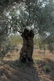 An ancient olive tree with a thick, gnarled trunk stands prominently, surrounded by lush green leaves. The ground is covered in plowed soil, indicating agricultural activity. Sunlight filters through the branches, creating a serene and natural atmosphere.