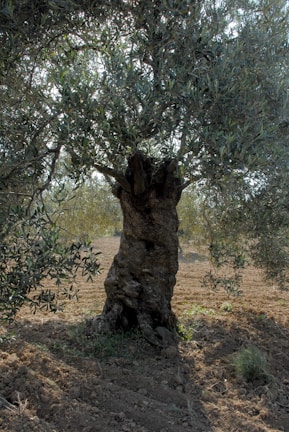 An ancient olive tree with a thick, gnarled trunk stands prominently, surrounded by lush green leaves. The ground is covered in plowed soil, indicating agricultural activity. Sunlight filters through the branches, creating a serene and natural atmosphere.