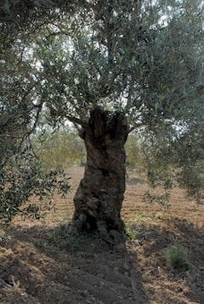 An ancient olive tree with a thick, gnarled trunk stands prominently, surrounded by lush green leaves. The ground is covered in plowed soil, indicating agricultural activity. Sunlight filters through the branches, creating a serene and natural atmosphere.
