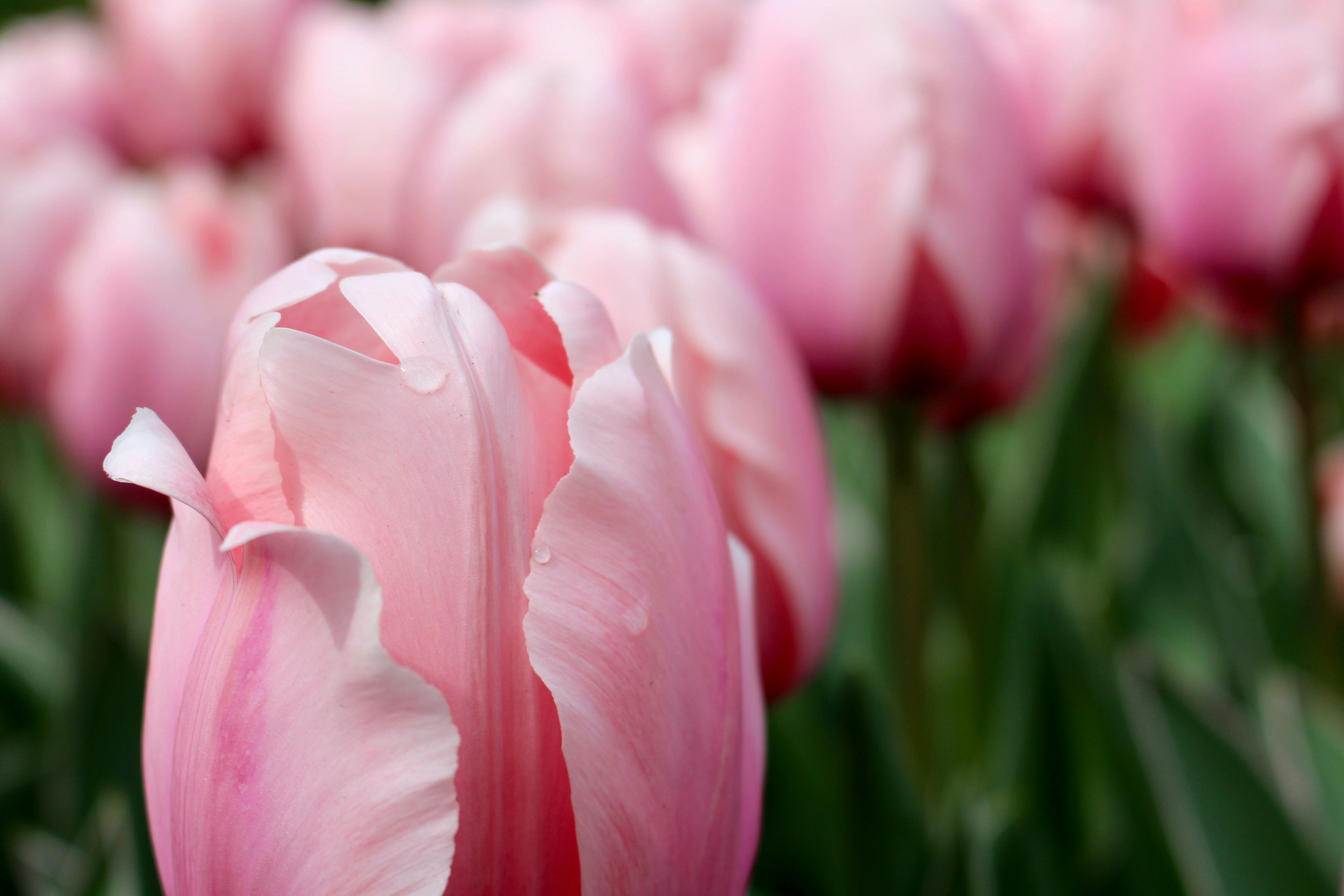 Free Unsplash photo from Manon Buizert