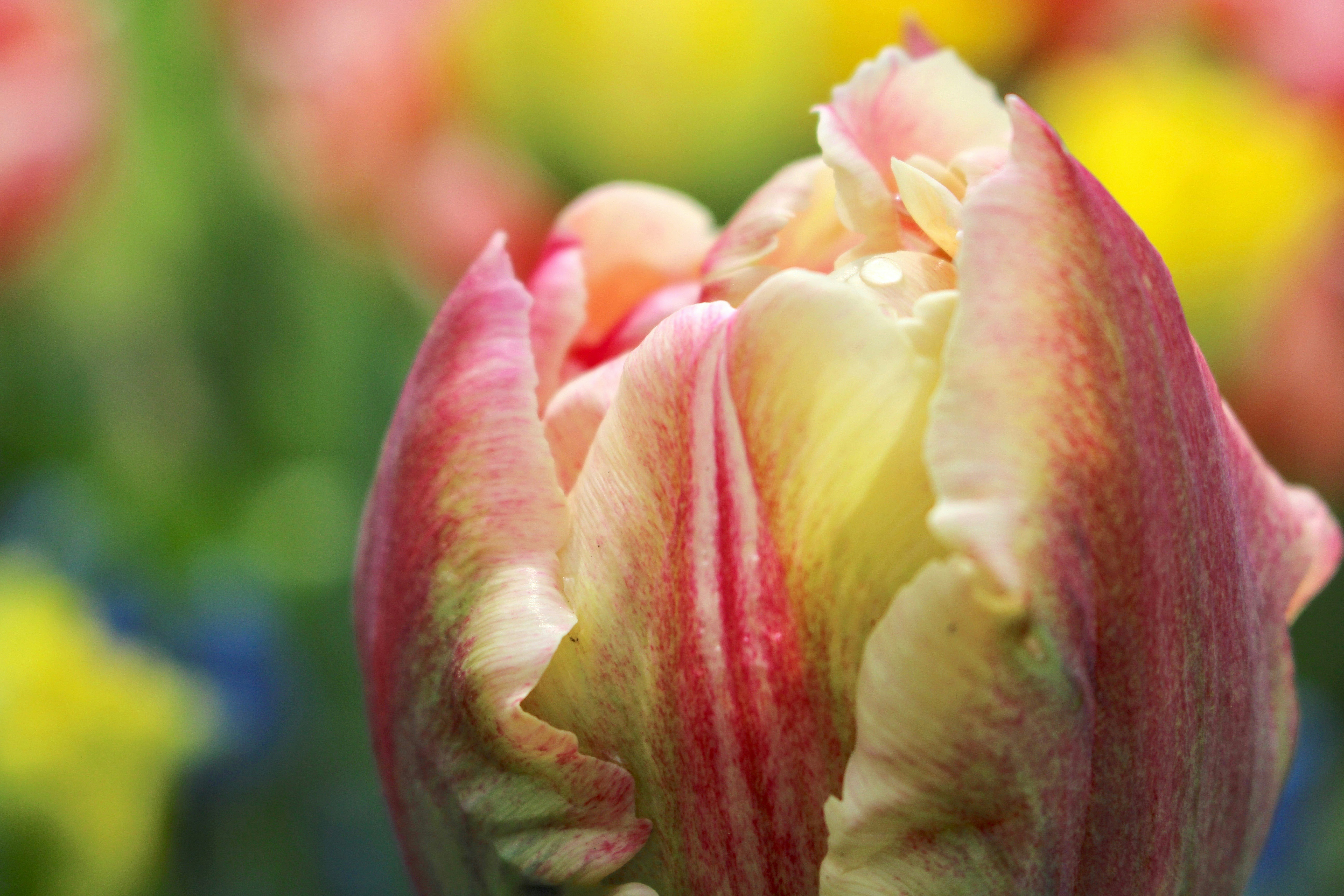 Free Unsplash photo from Manon Buizert