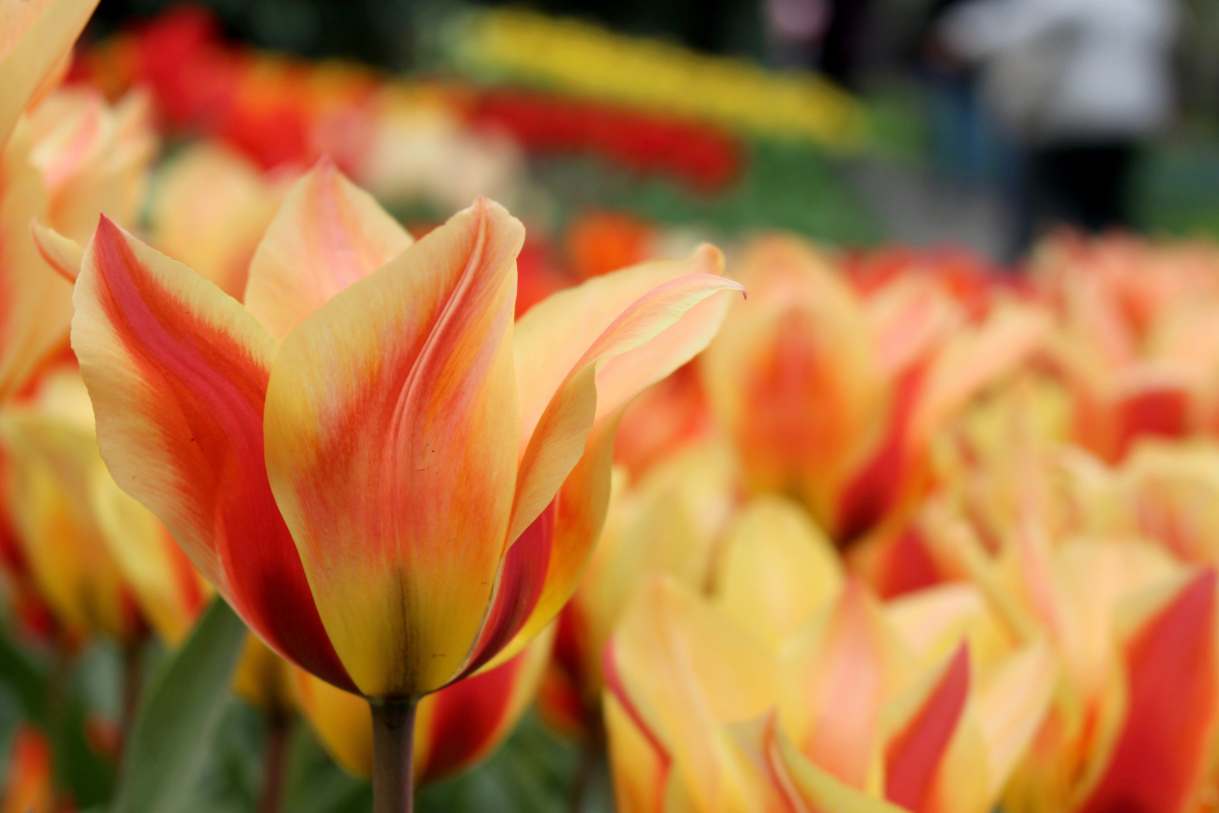 Free Unsplash photo from Manon Buizert