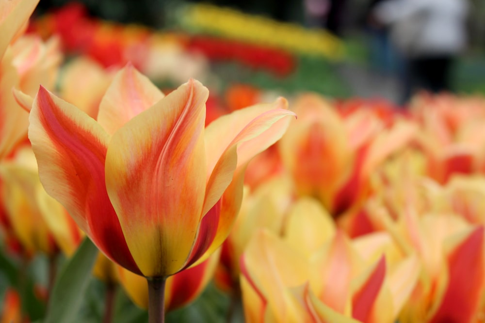Download High Angle Photography Of Bed Of Yellow Flowers Photo Free Keukenhof Image On Unsplash Yellowimages Mockups