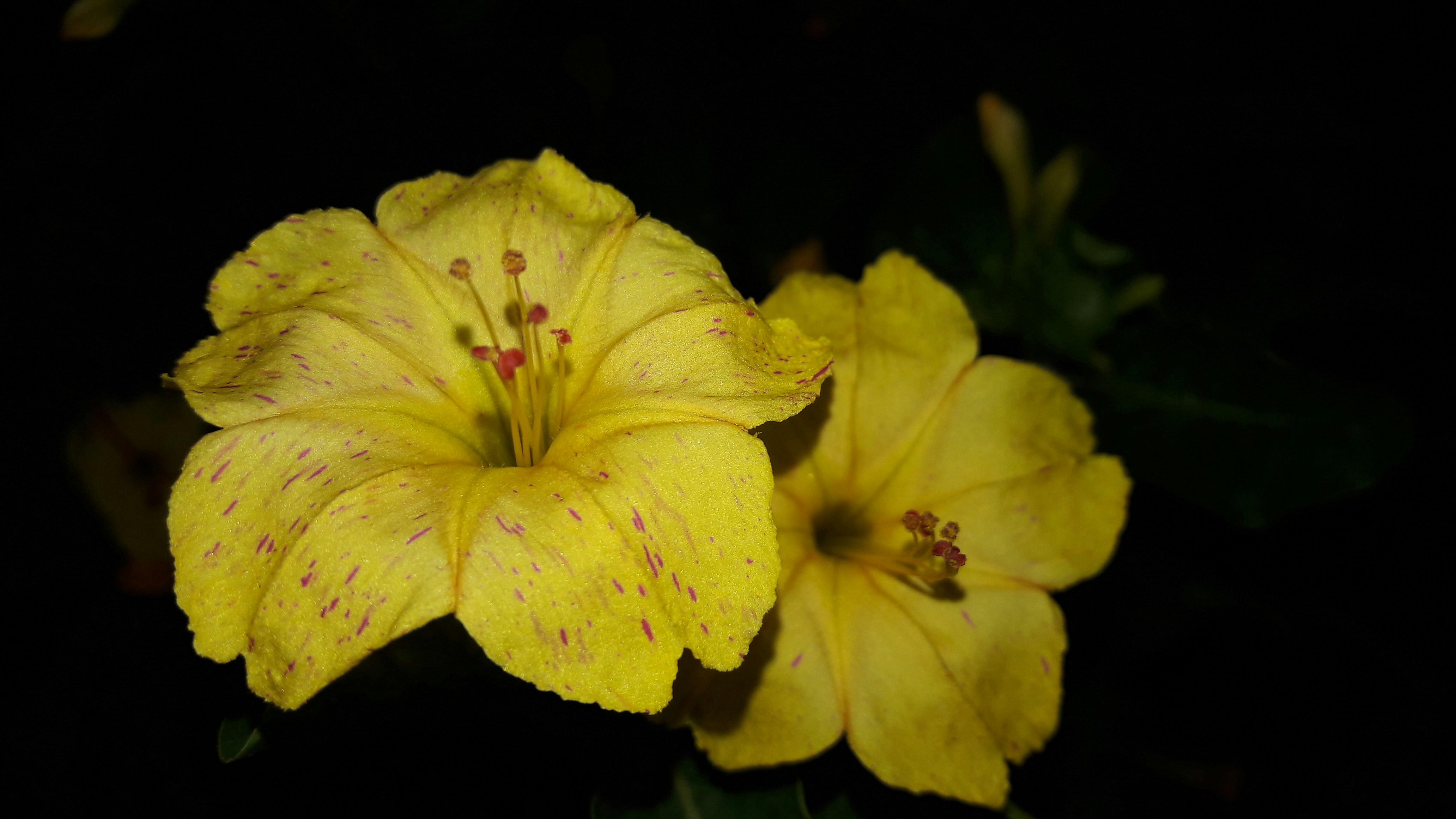 Free Unsplash photo from santosh sahoo