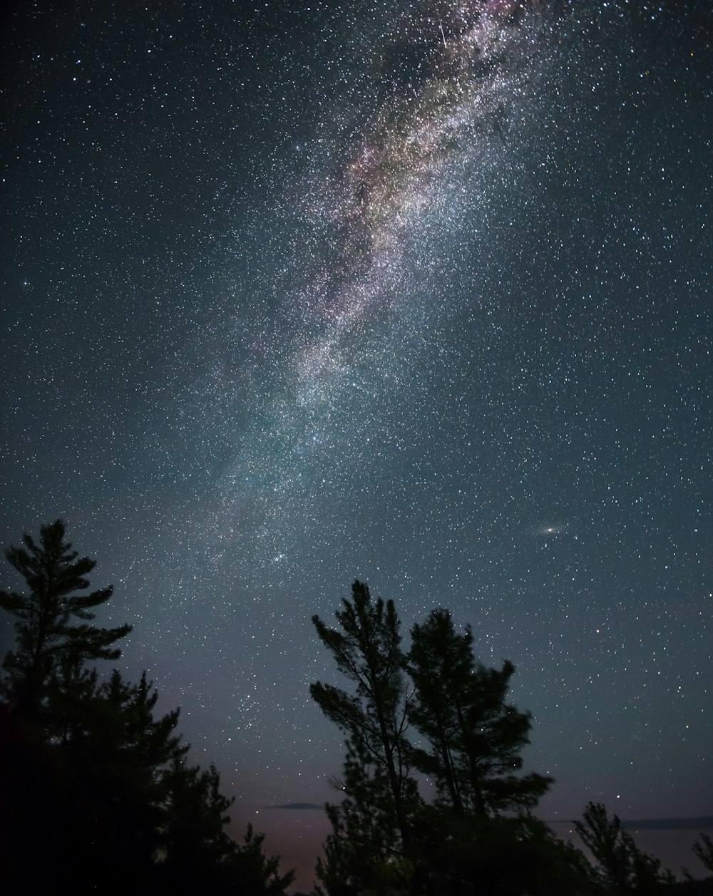 silhouette of tall trees under white star lot during night time