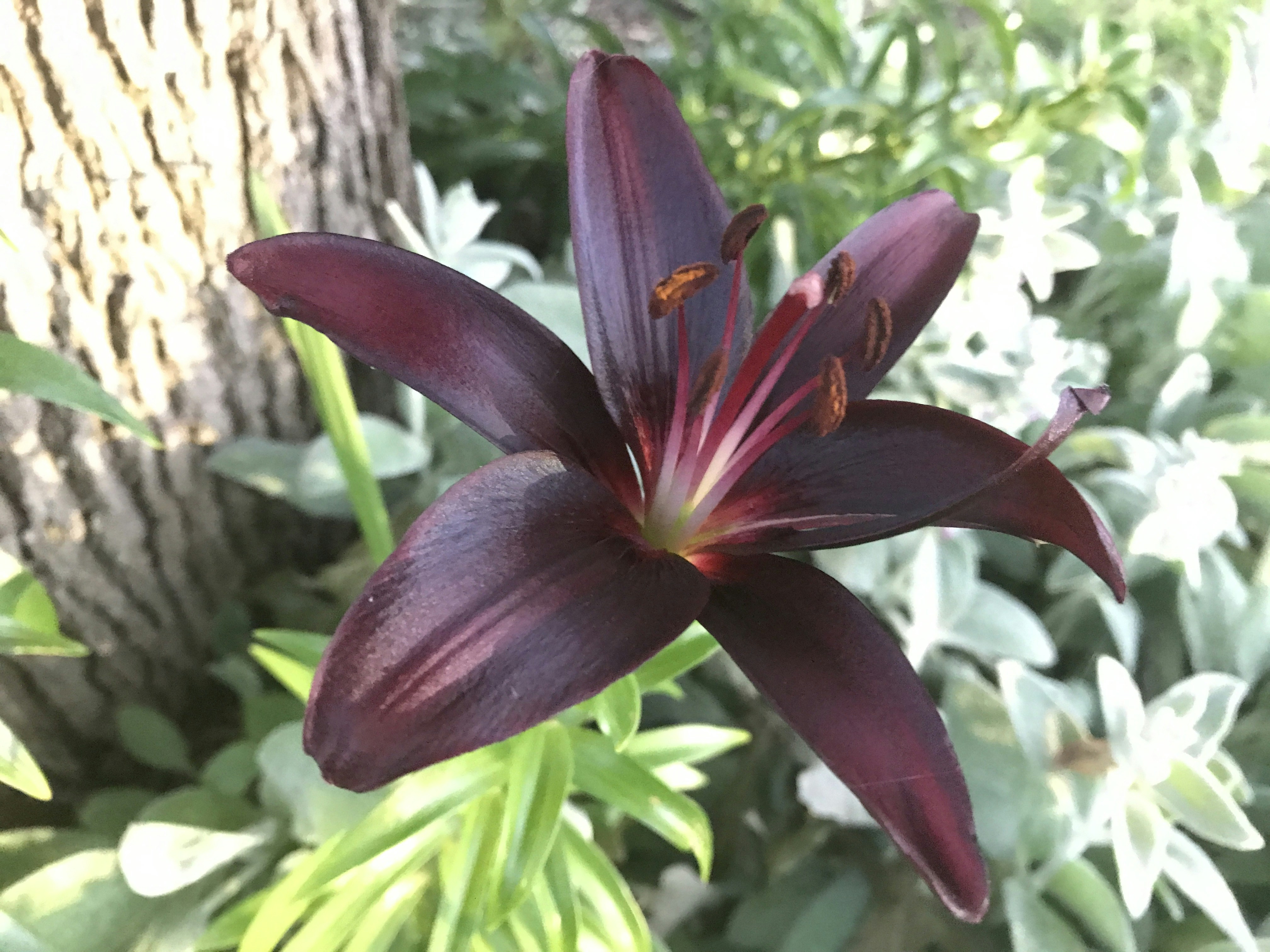 Free Unsplash photo from gotafli