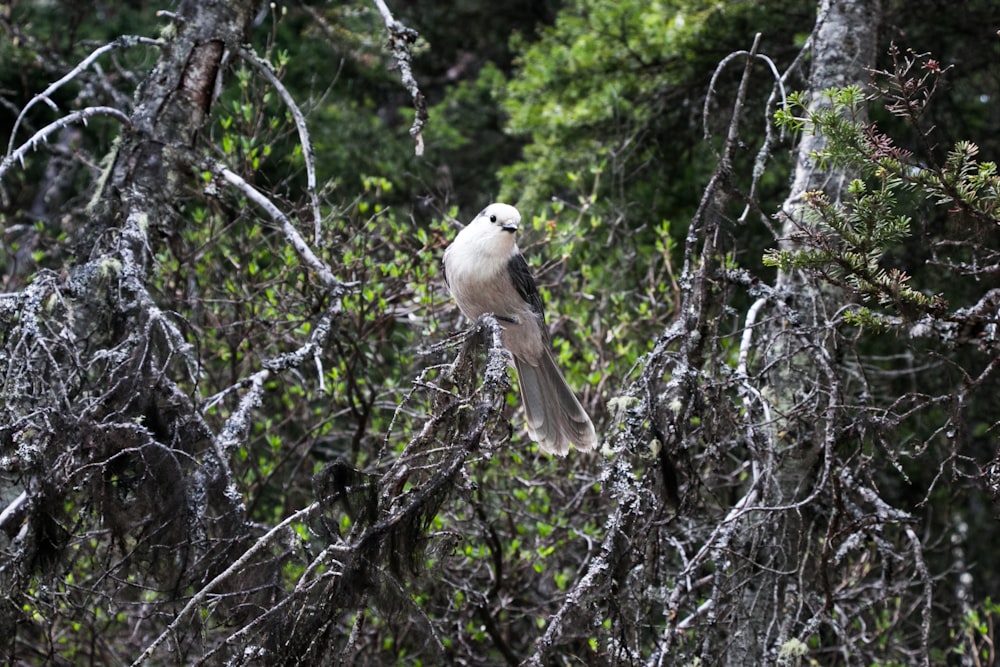 white bird on bare tree