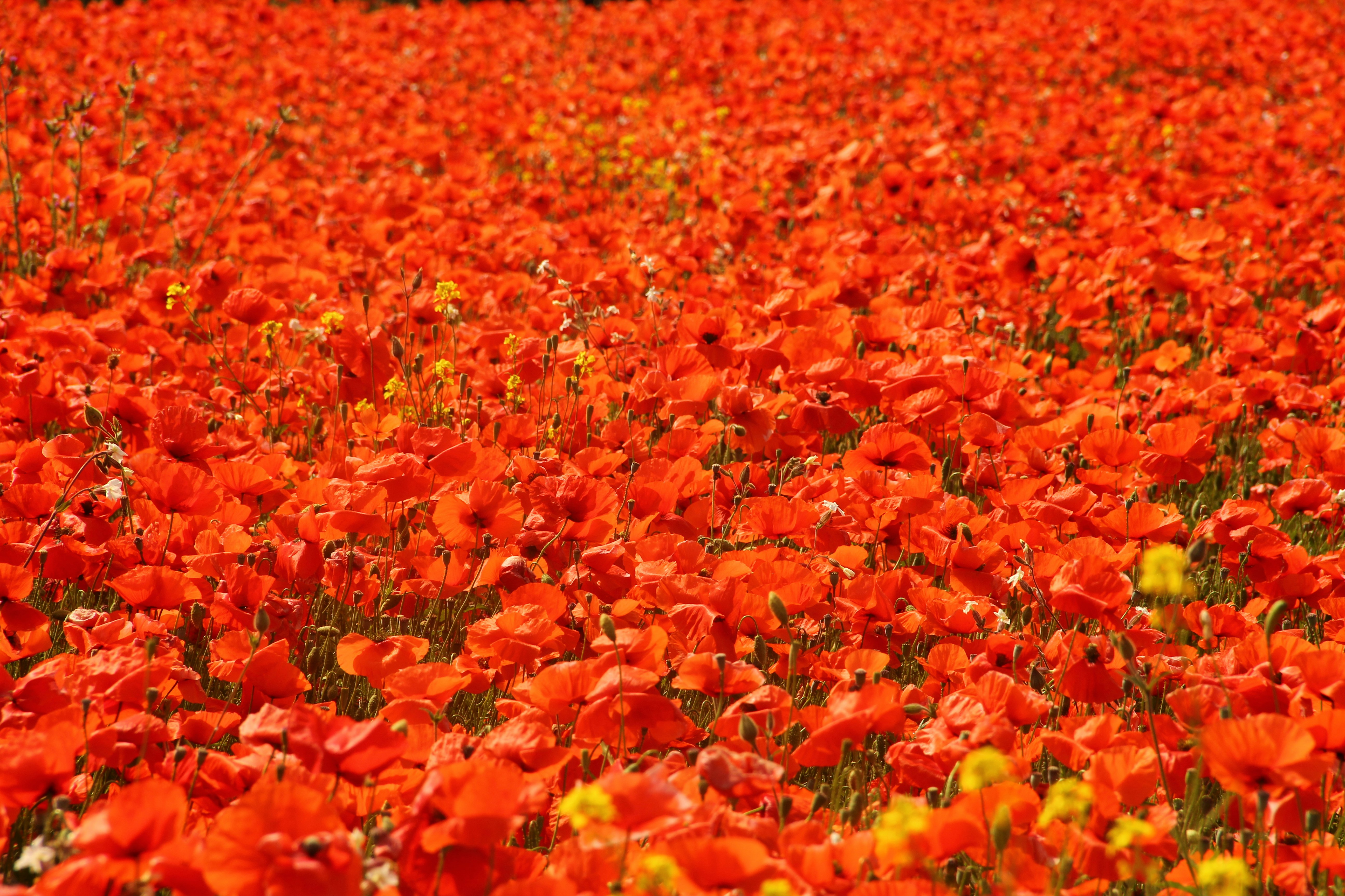 Free Unsplash photo from Mathieu Turle