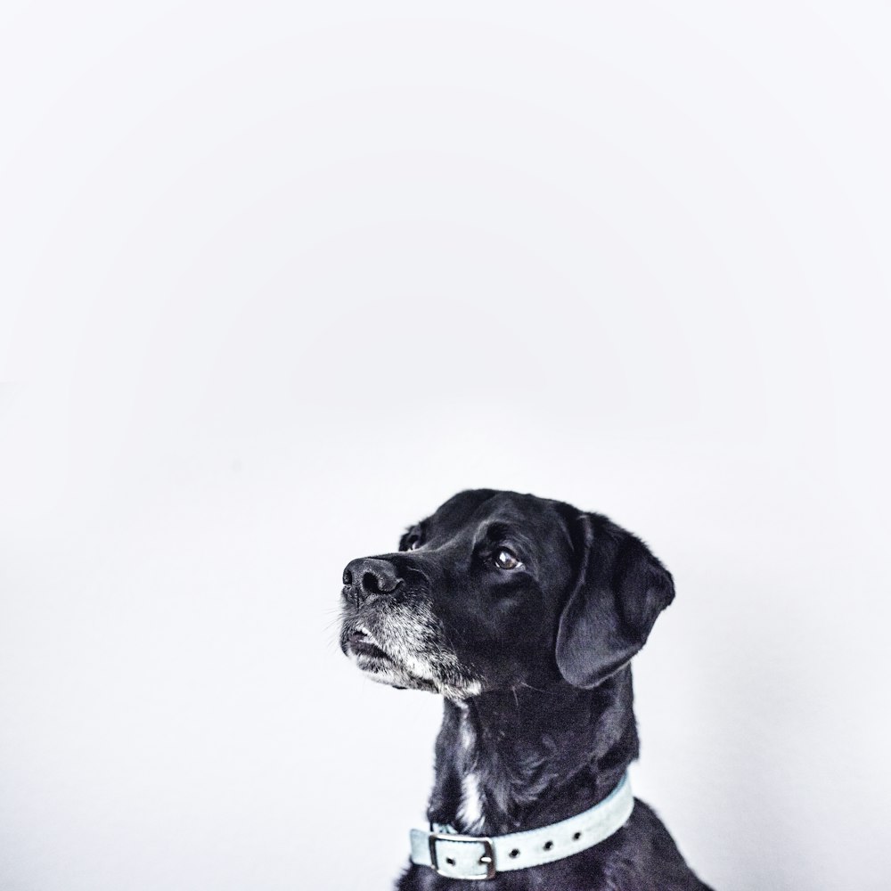 black dog with white collar