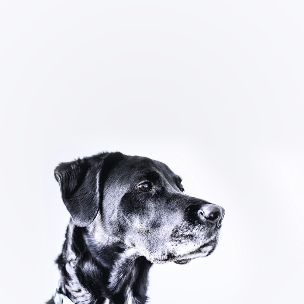 Cão preto de pelagem média