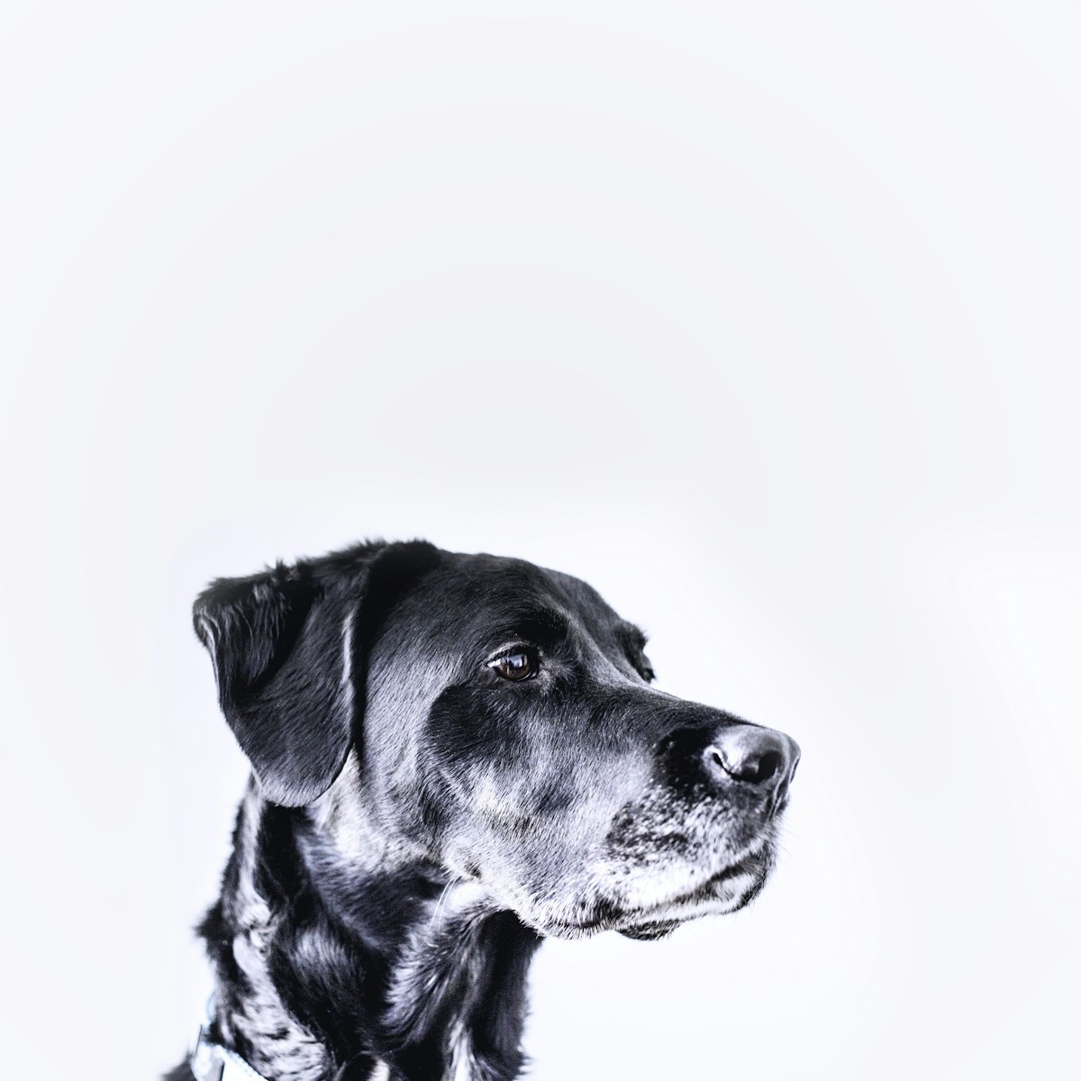 Labrador preto idoso de focinho grisalho olhando para o lado em fundo claro