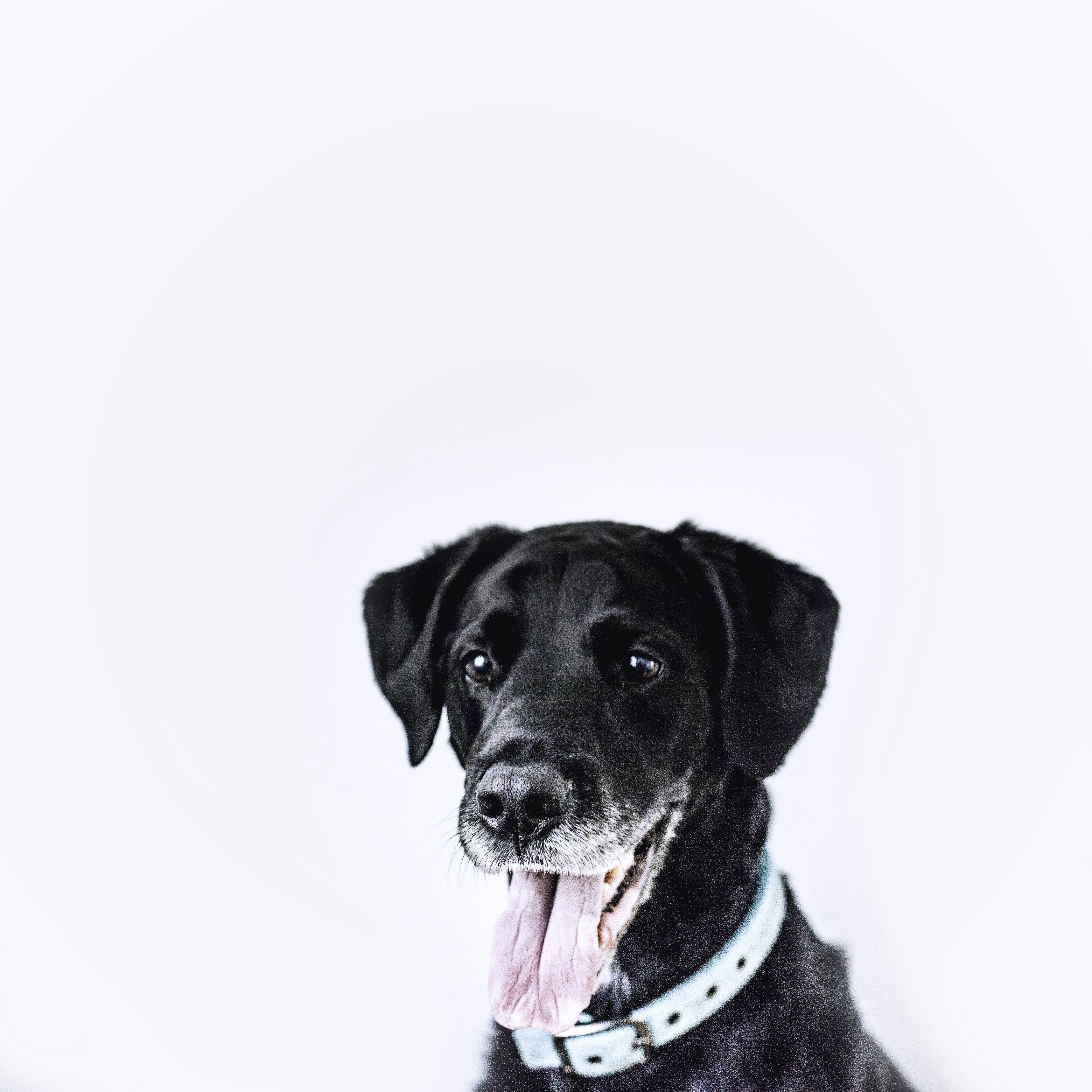 Dog On Patrol