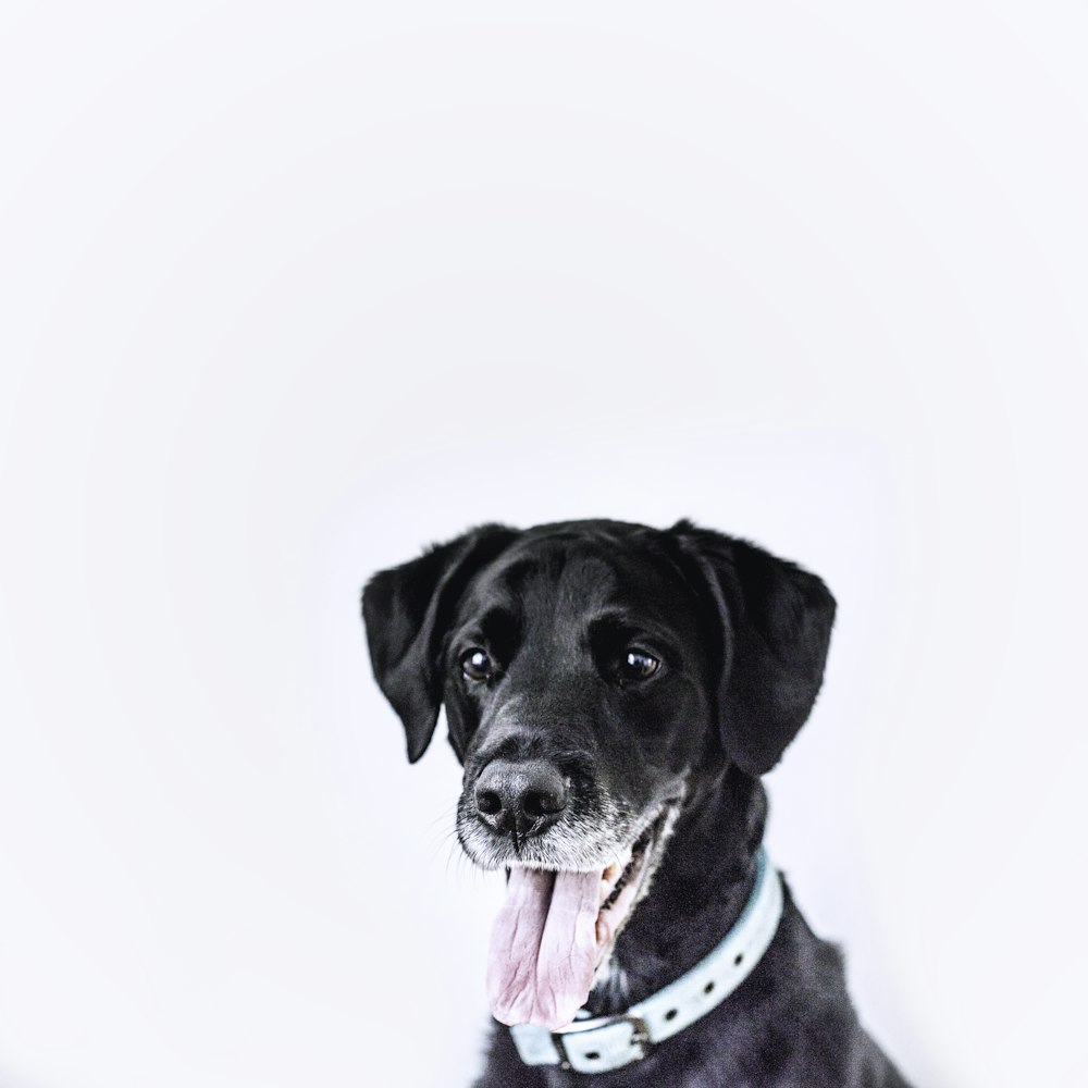 black dog wearing teal collar