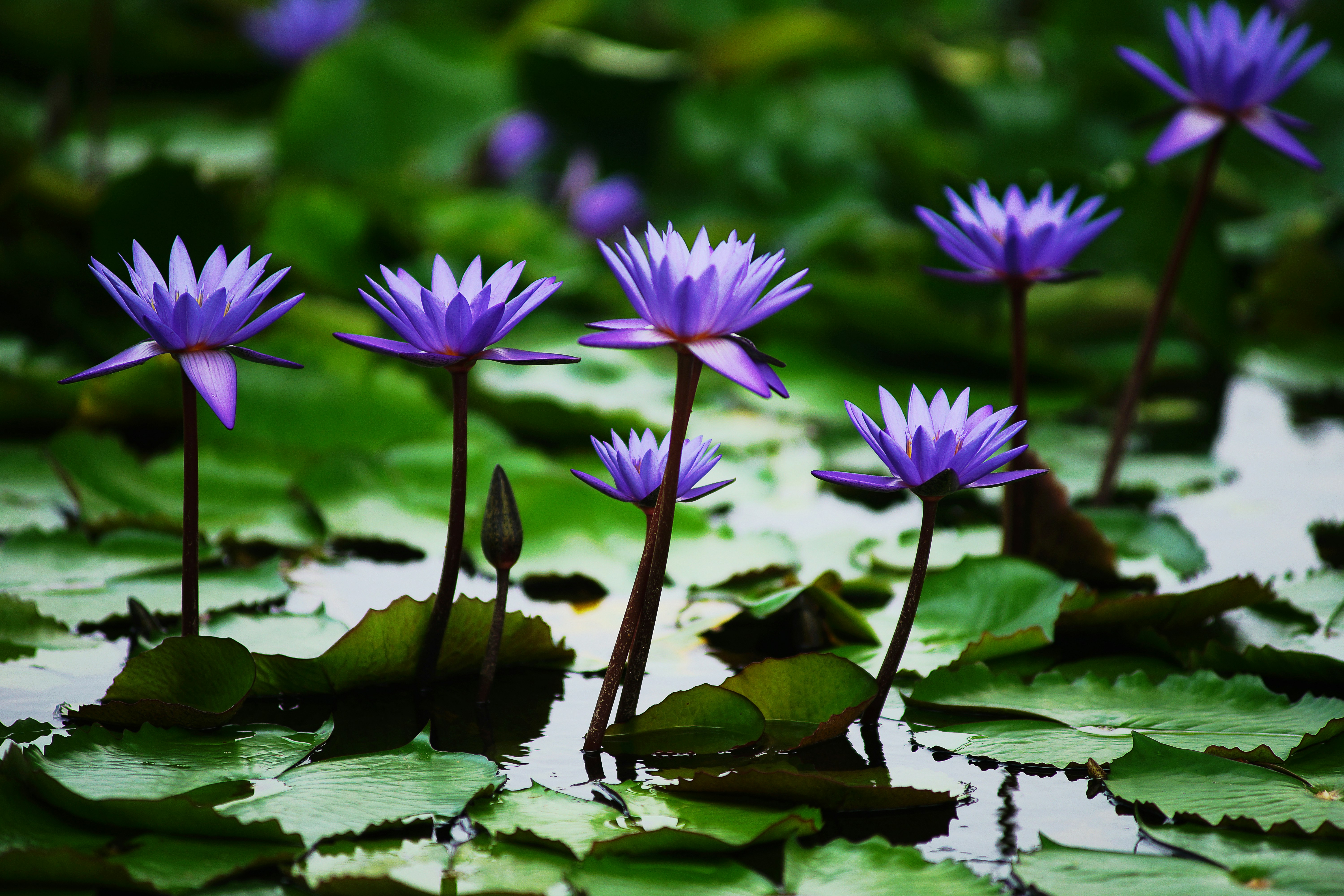 Free Unsplash photo from Darren Nunis