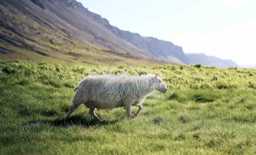 Highland photo spot Westfjords Region Iceland