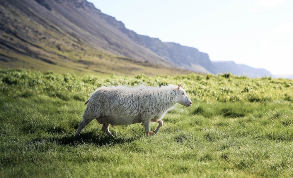 走っている白い羊の写真