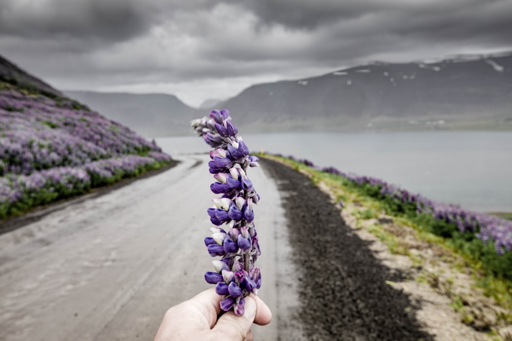 person's hand holding hyacinth flower
