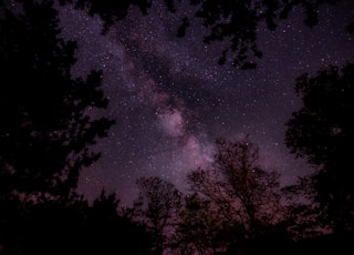 silhouette of trees during nighttime